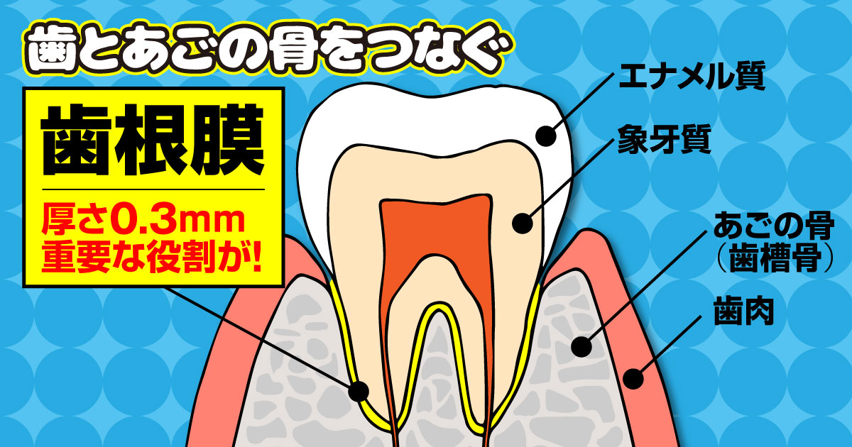 歯ごたえは歯で感じていない！？歯根膜の役割とは｜奈良県葛城市の歯医者なら|近鉄新庄駅から徒歩３分の堀内歯科へ